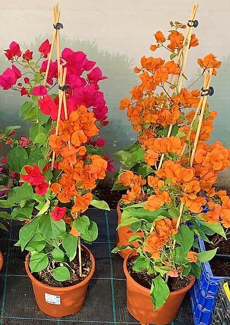 Bougainvillea Spectabilis Orange – image 2