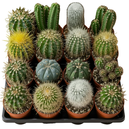 Ornamental Cactus Small – image 1