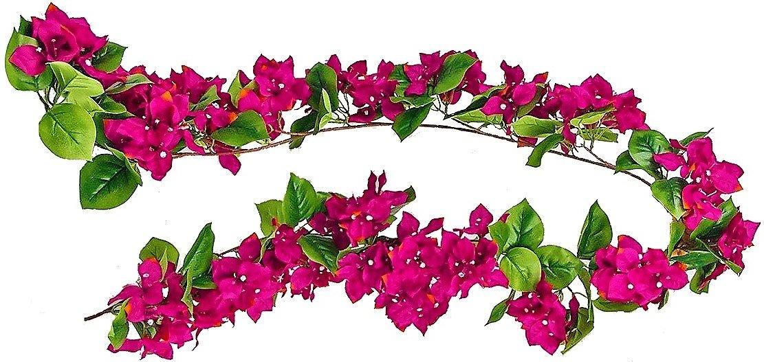 Bougainvillea Spectabilis Pink – image 4