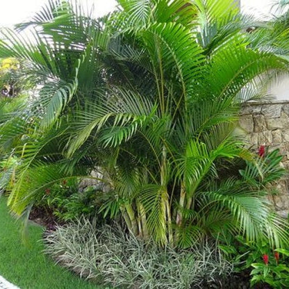 Areca Palm , Chrysalidocarpus lutescens (Outdoor) – image 4