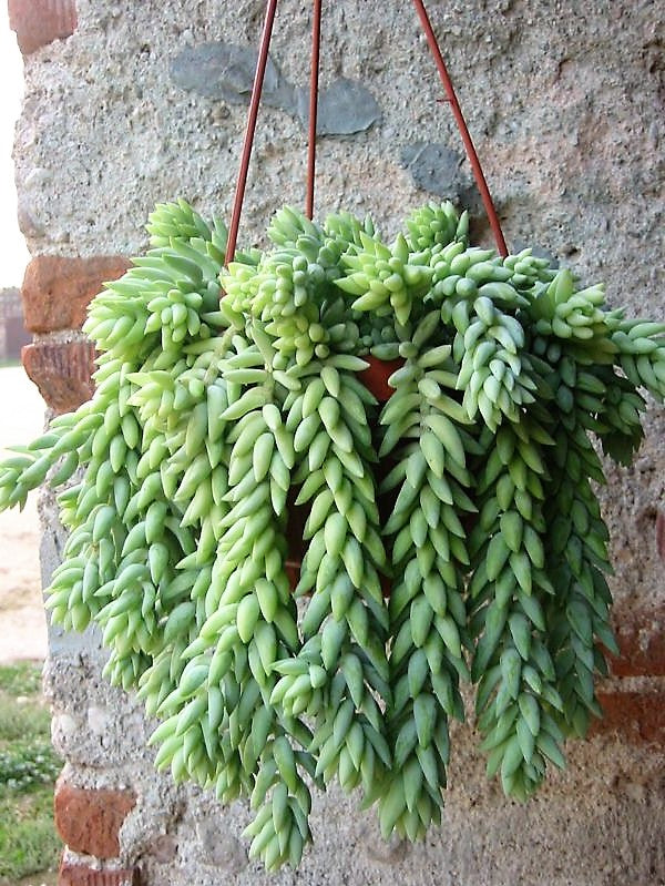 Sedum burrito , Burrows Tail Plant – image 4