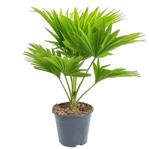 Chinese Fan Palm, Livistona Chinensis, Fountain Palm – image 6