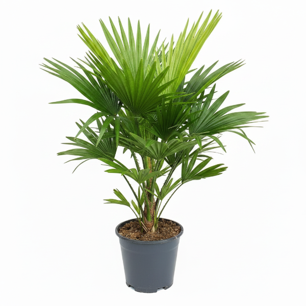 Chinese Fan Palm, Livistona Chinensis, Fountain Palm – image 1