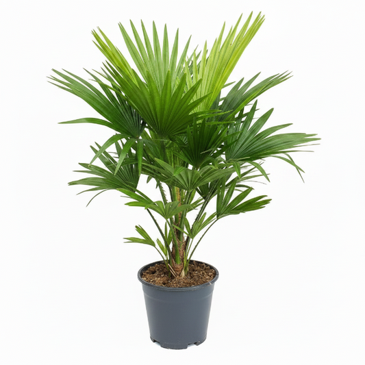 Chinese Fan Palm, Livistona Chinensis, Fountain Palm – image 1