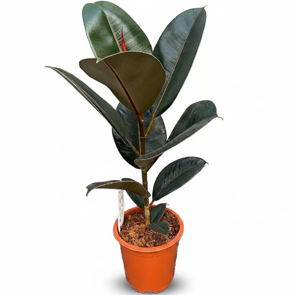 Ficus elastic Abidjan, Rubber Plant – image 8