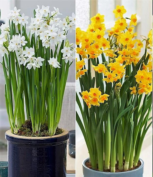 Daffodil Narcissus - Seasonal Flowering Bulb Plant – Green Plants
