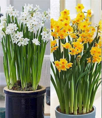 Daffodil Narcissus - Seasonal Flowering Bulb Plant – Green Plants