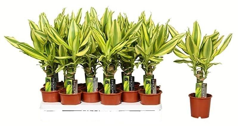 Dracaena Fragrans, Yellow Coast – image 4
