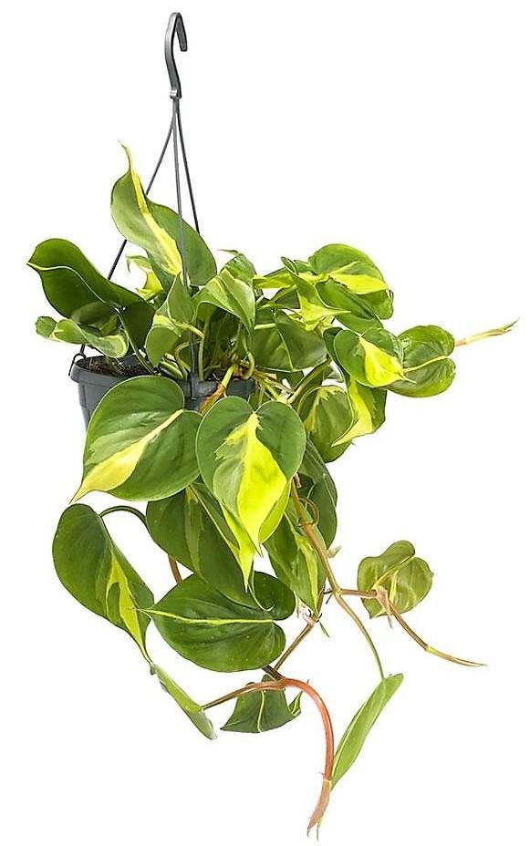 Philodendron Brasil, Heartleaf Philodendron – image 4