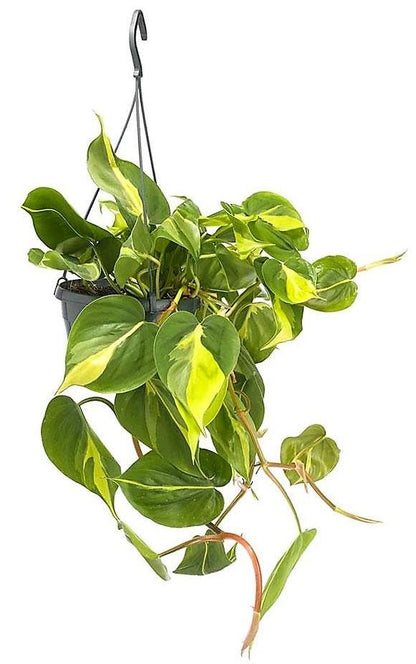 Philodendron Brasil, Heartleaf Philodendron – image 4