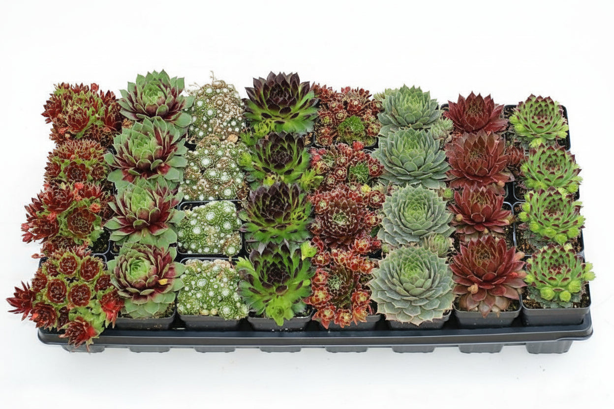 Hens & Chicks, Sempervivum, Houseleeks Mixed – image 3