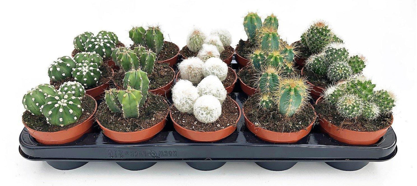 Cactus small 6 - 8 cm – image 3