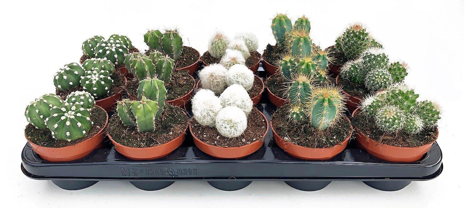 Cactus small 6 - 8 cm – image 3