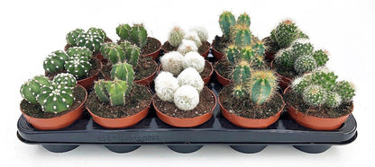 Cactus small 6 - 8 cm – image 3
