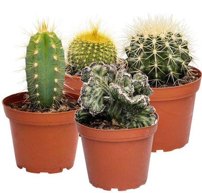 Ornamental Cactus – image 3