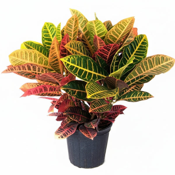 Croton Petra, Garden Croton (Outdoor) – image 1