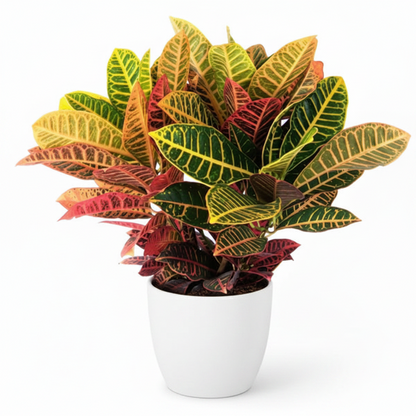 Croton Petra, Garden Croton (Outdoor) – image 4