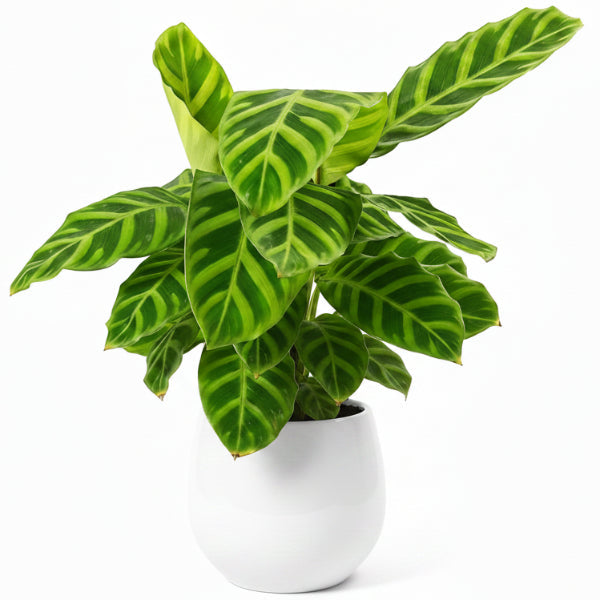Zebra Plant, Calathea Zebrina – image 3