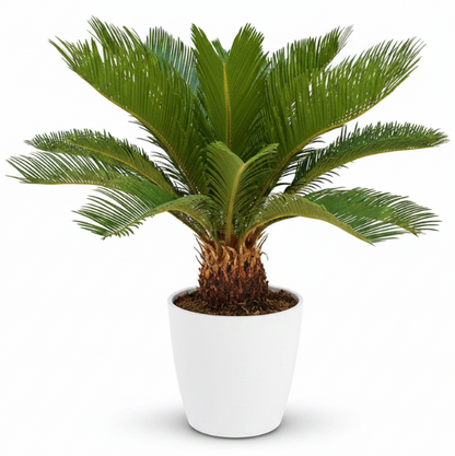 Cycas Revoluta, Sago Palm , Palm Fern, indoor – image 6
