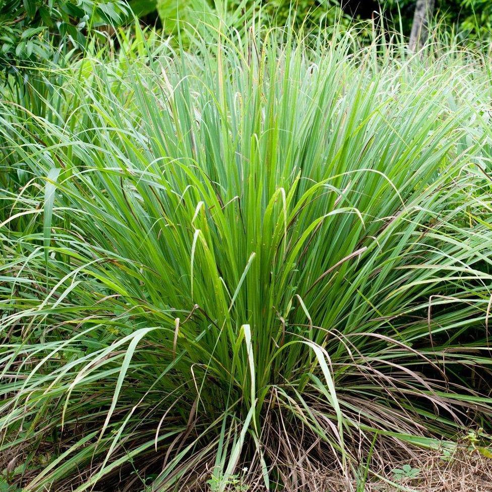 Lemon Grass, Cymbopogon Citratus – image 5