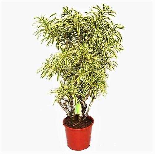 Dracaena Reflexa, Song of India, Pleomele – image 3