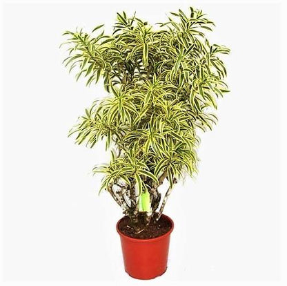 Dracaena Reflexa, Song of India, Pleomele – image 3