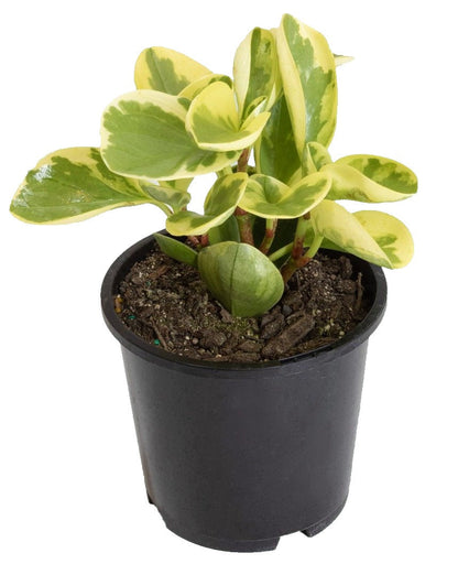 Peperomia marble, Variegated Peperomia – image 2