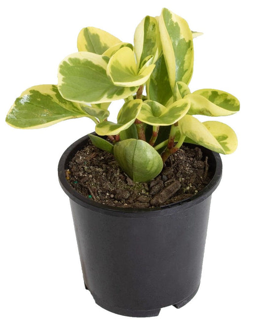 Peperomia marble, Variegated Peperomia – image 2