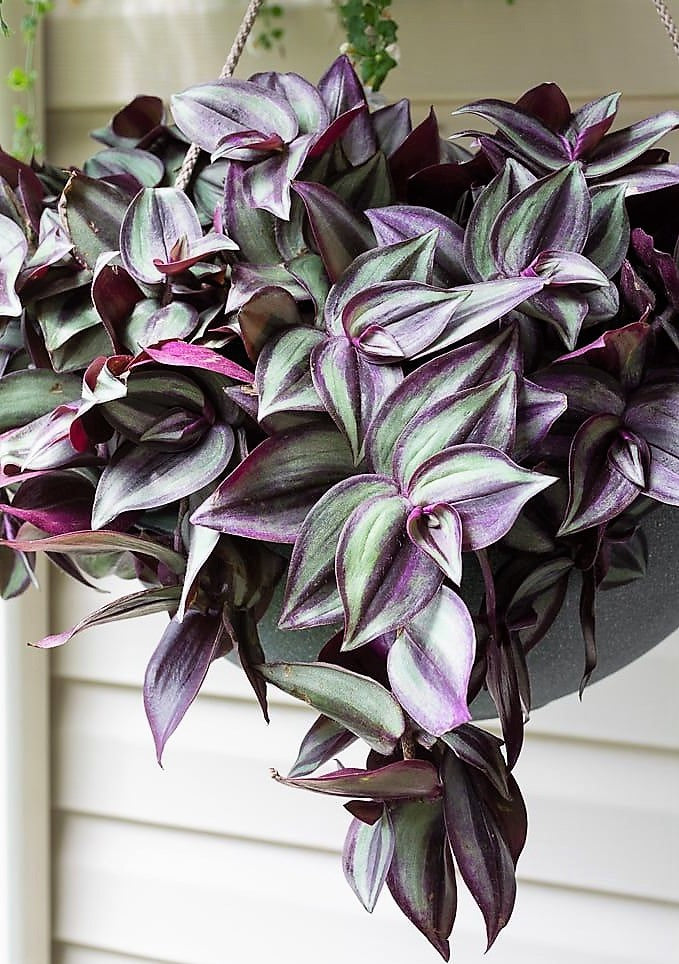 Tradescantia zebrina , Wandering Jew – image 4