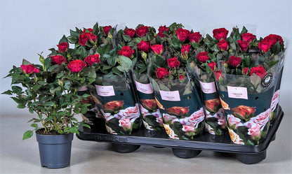 Rose Plant Indoor – image 6