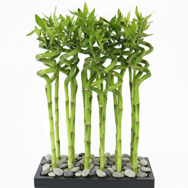 Lucky Bamboo Sticks, Dracaena Sanderiana – image 3