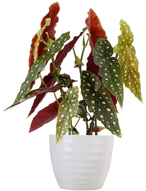 Polka Dot begonia, Begonia Maculata – image 4