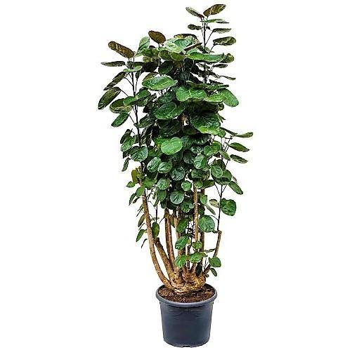 Aralia Fabian, Polyscias Fabian – image 3