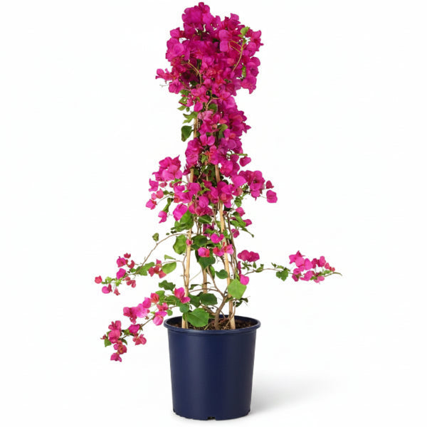 Great Bougainvillea, Bougainvillea Spectabilis – image 3