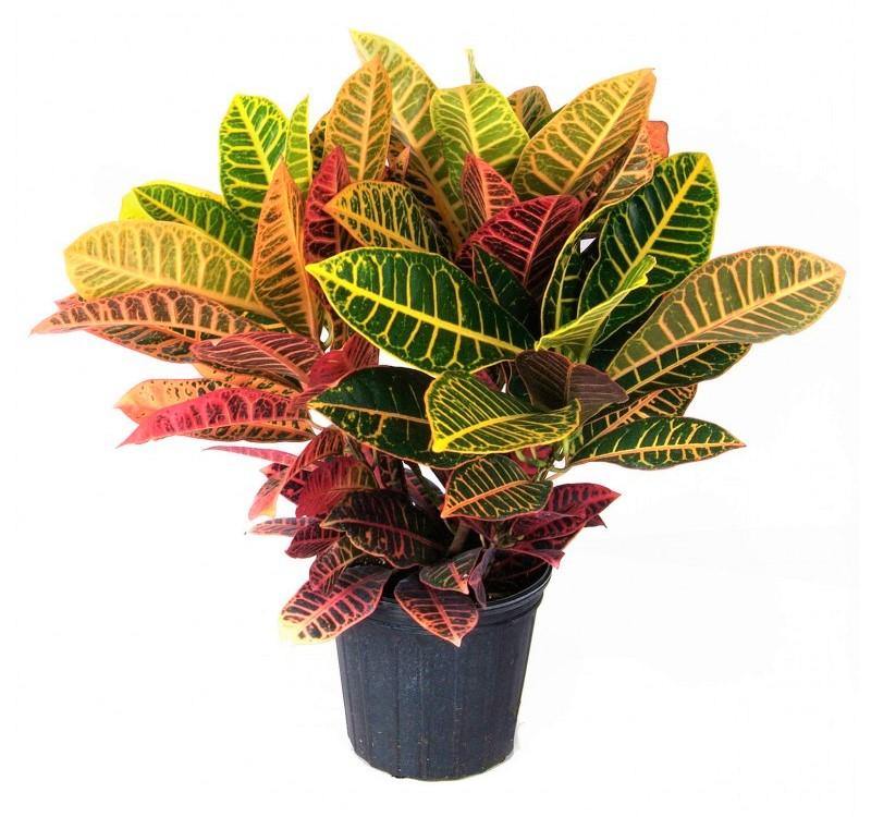Codiaeum Variegatum , Croton (Indoor) – image 3
