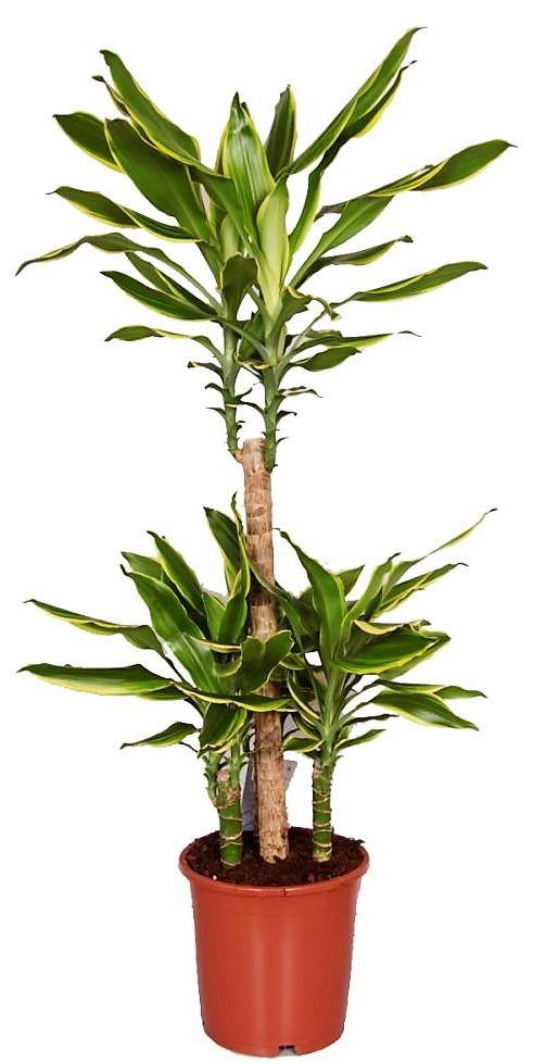 Dracaena Fragrans, Golden Coast, Cornstalk Dracena – image 4