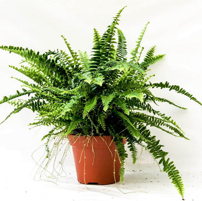 Nephrolepis exaltata, Green Lady, Boston Fern or Sword Fern – image 3