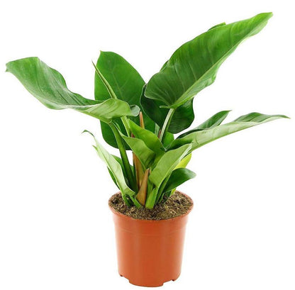 Philodendron Imperial Green – image 3
