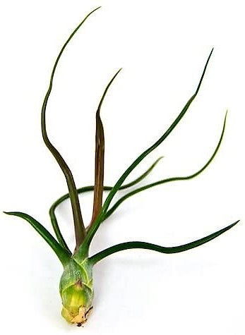 Tillandsia Bulbosa, Air Plant – image 4