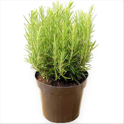 Rosmarinus Officialis, Rosemary Herb Outdoor – image 6