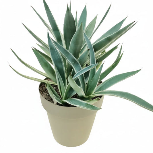 Agave Angustifolia, Caribbean – image 1