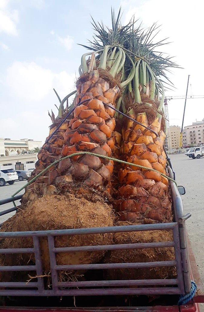 Date Palm, Phoenix Dactylifera – image 4