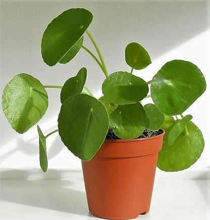 Chinese Money Plant, Pilea Peperomioides – image 4