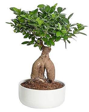 Ficus Ginseng Bonsai, Ficus nitida, Microcarpa – image 5