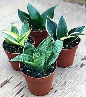 Birds Nest Snake, hahnii, Sansevieria Trifasciata Hahnii – image 3