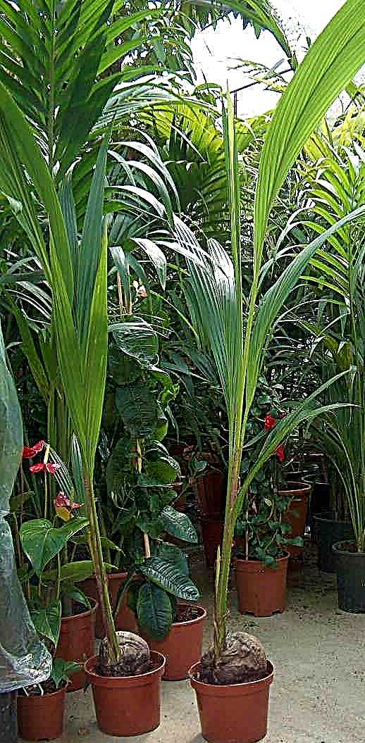 Coconut Palm, Cocos Nucifera – image 11