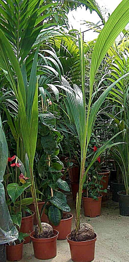 Coconut Palm, Cocos Nucifera – image 11