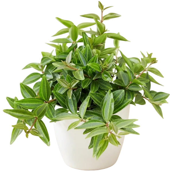 Green Leaf Peperomia , Peperomia Angulate – image 4