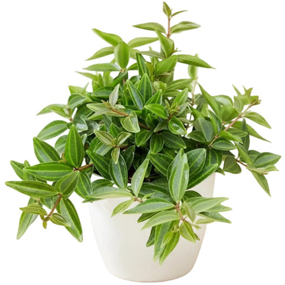 Green Leaf Peperomia , Peperomia Angulate – image 4
