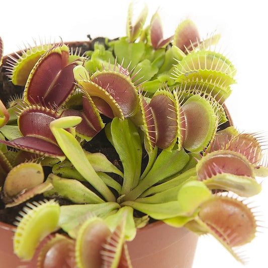 Venus Flytrap , Dionaea Muscipula – image 2